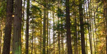 outside with tall trees