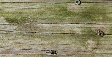 mold and mildew on a deck