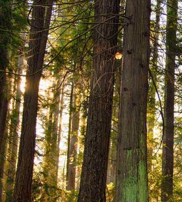 forest with tall trees